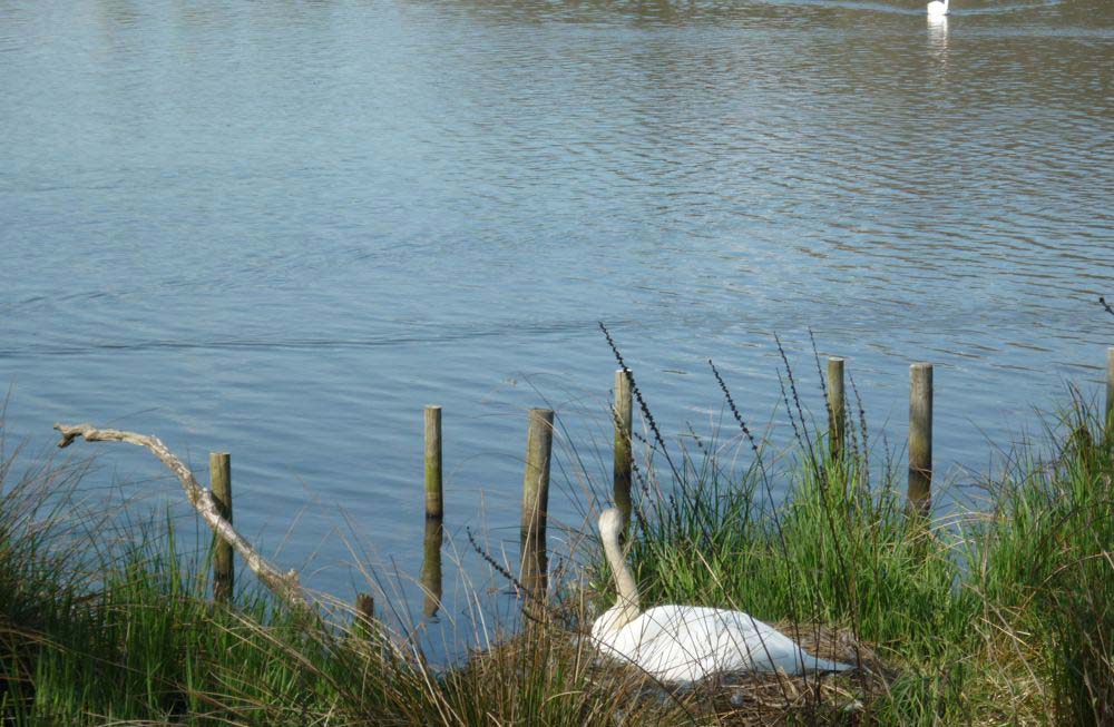 image of Llandrindod Wells Lake 6