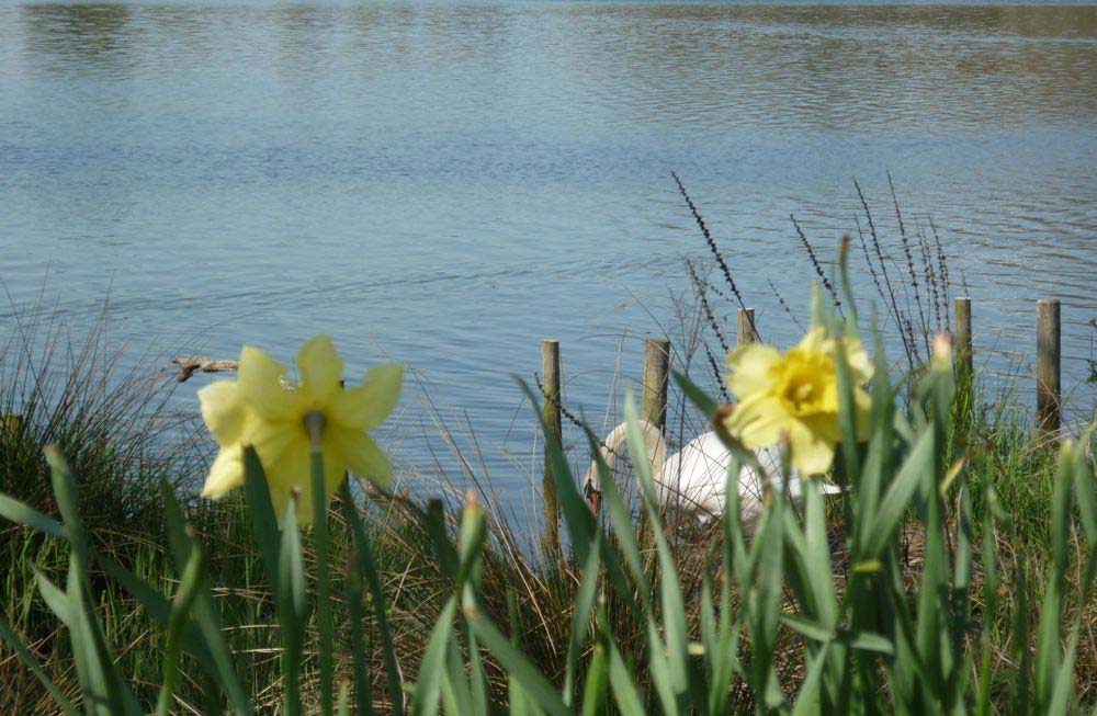 image of Llandrindod Wells Lake 7