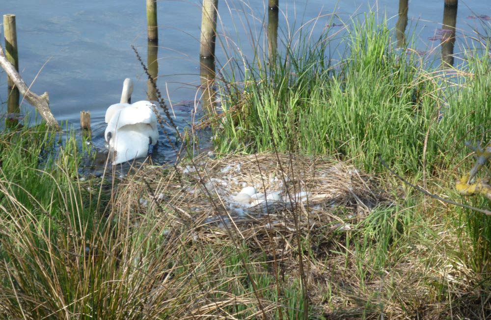 image of Llandrindod Wells Lake 8