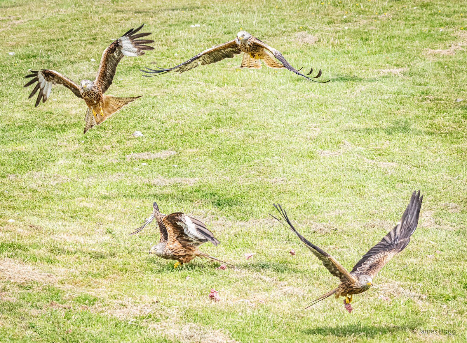 Click here to view the image of Spectacular wildlife action as the Red Kites of the Gigrin Centre in Rhayader swoop for food at higher resolution. An image of Spectacular wildlife action as the Red Kites of the Gigrin Centre in Rhayader swoop for food goes here.