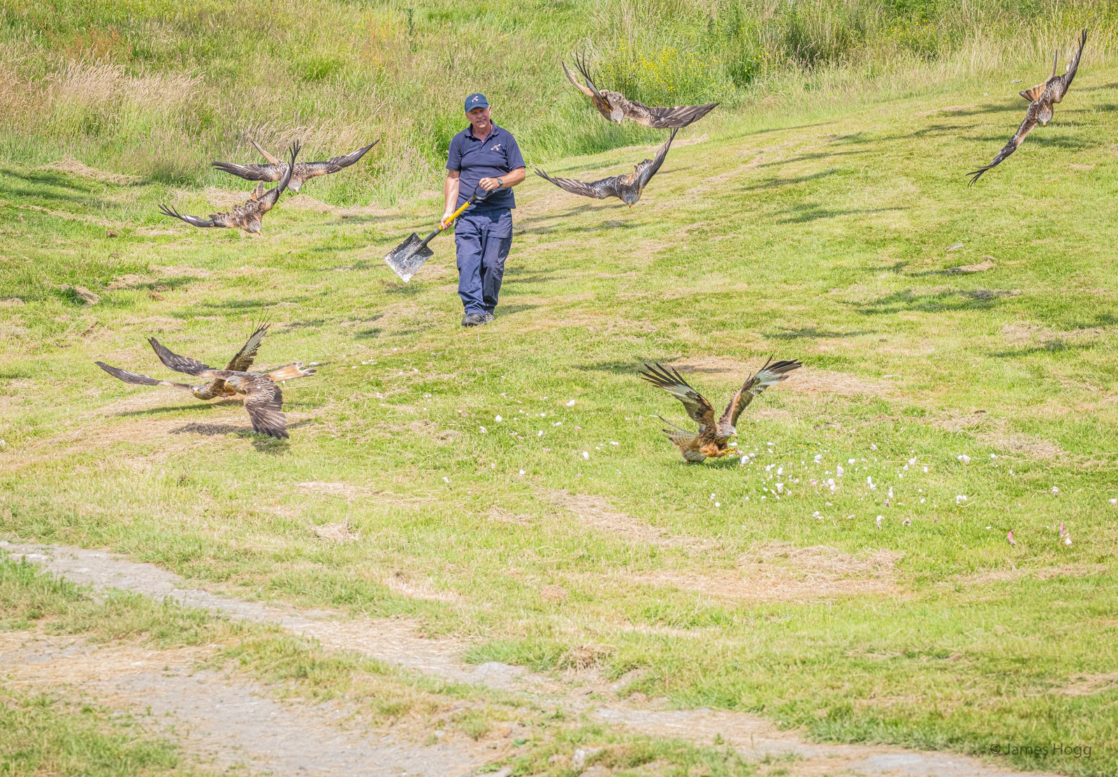 An image of Spectacular wildlife action as the Red Kites of the Gigrin Centre in Rhayader swoop for food goes here.