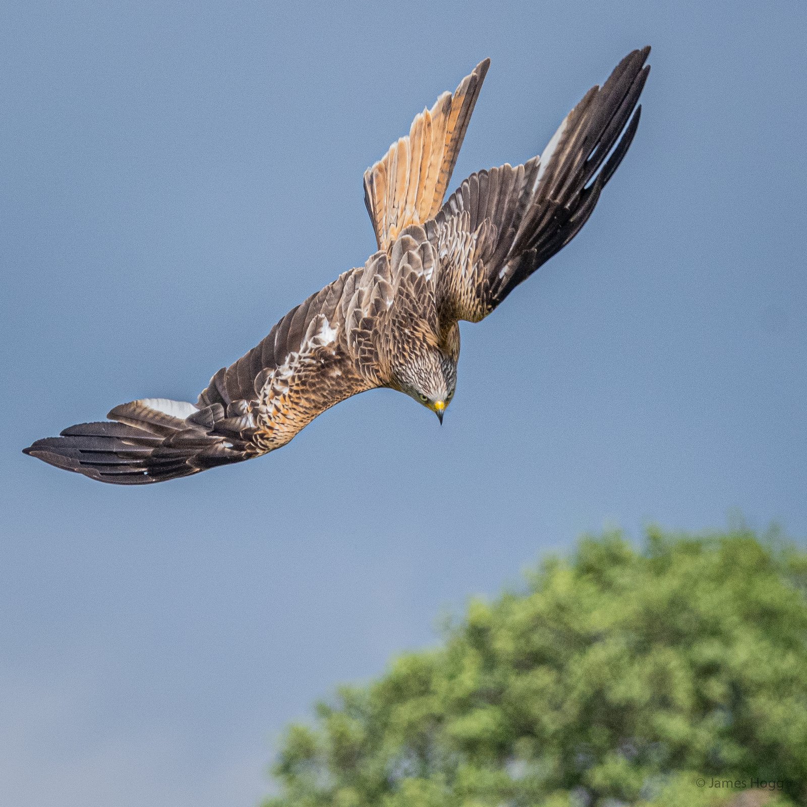 An image of Spectacular wildlife action as the Red Kites of the Gigrin Centre in Rhayader swoop for food goes here.