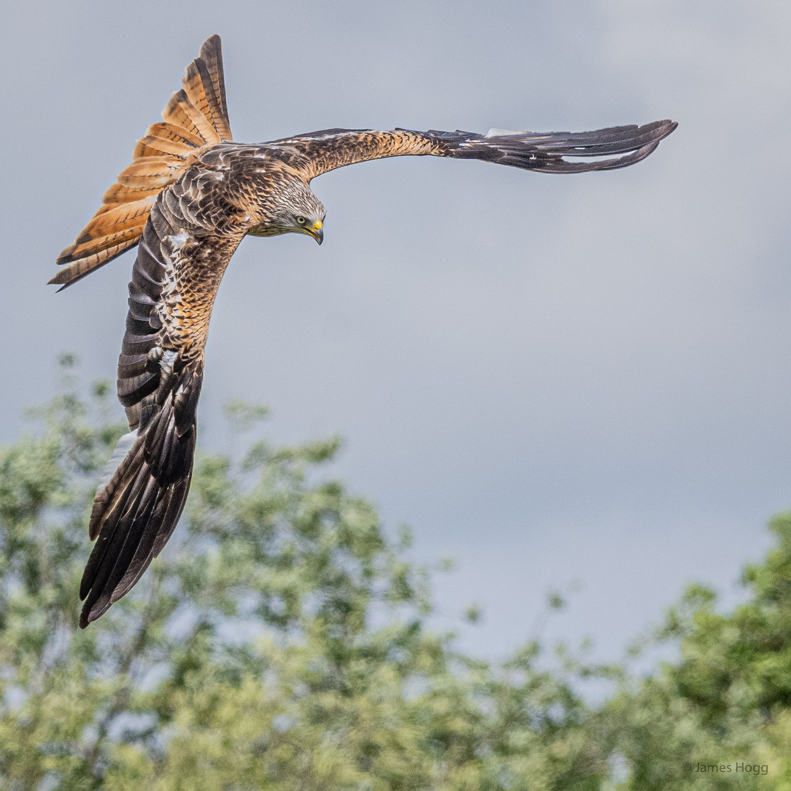 An image of Spectacular wildlife action as the Red Kites of the Gigrin Centre in Rhayader swoop for food goes here.