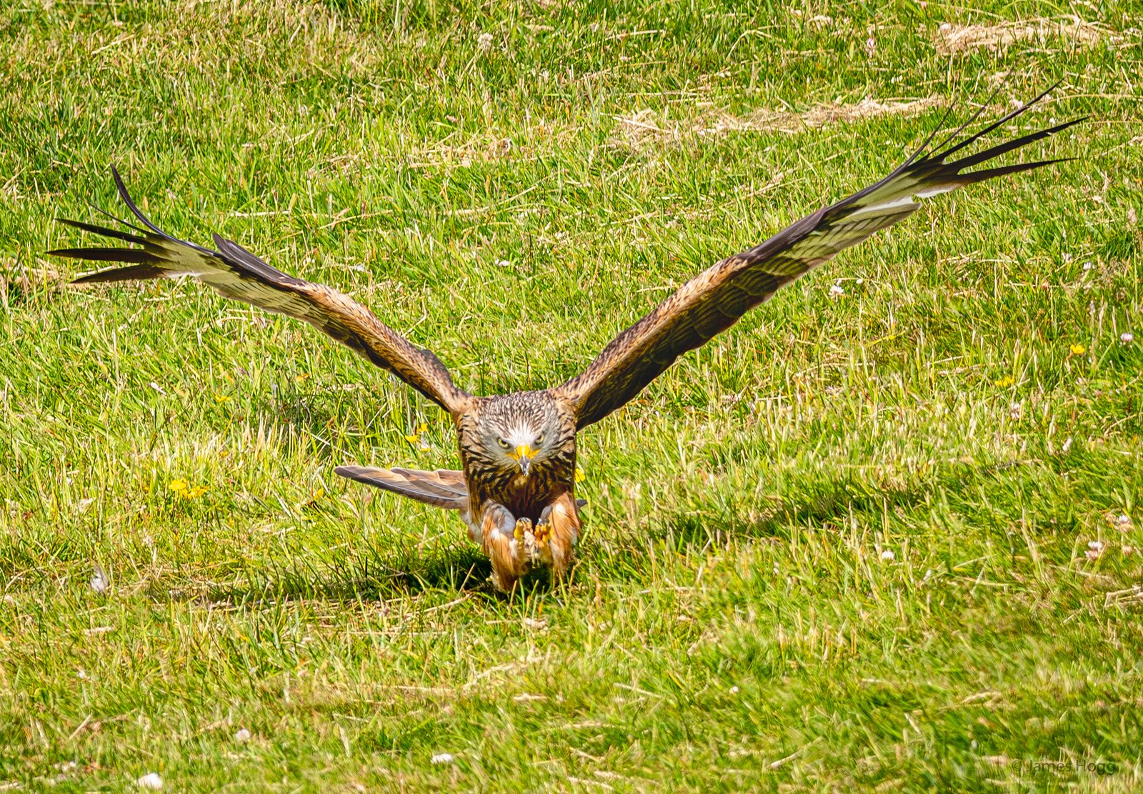 image of Spectacular wildlife action as the Red Kites of the Gigrin Centre in Rhayader swoop for food