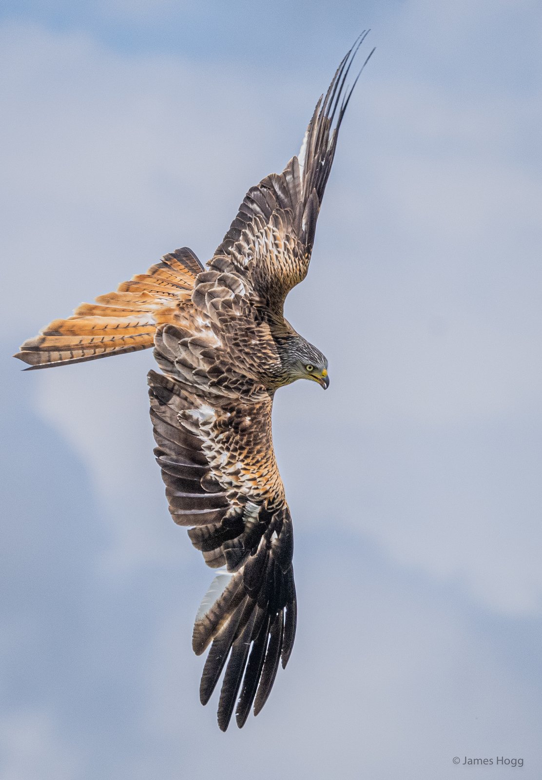 image of Spectacular wildlife action as the Red Kites of the Gigrin Centre in Rhayader swoop for food