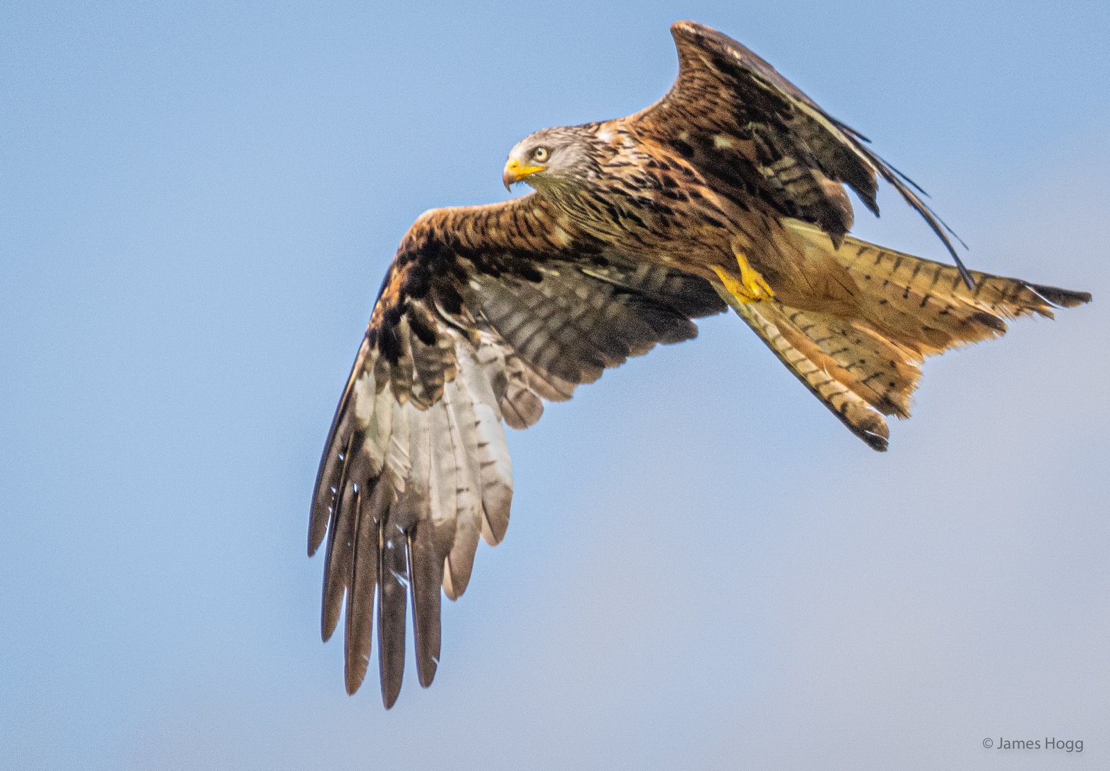 image of Spectacular wildlife action as the Red Kites of the Gigrin Centre in Rhayader swoop for food