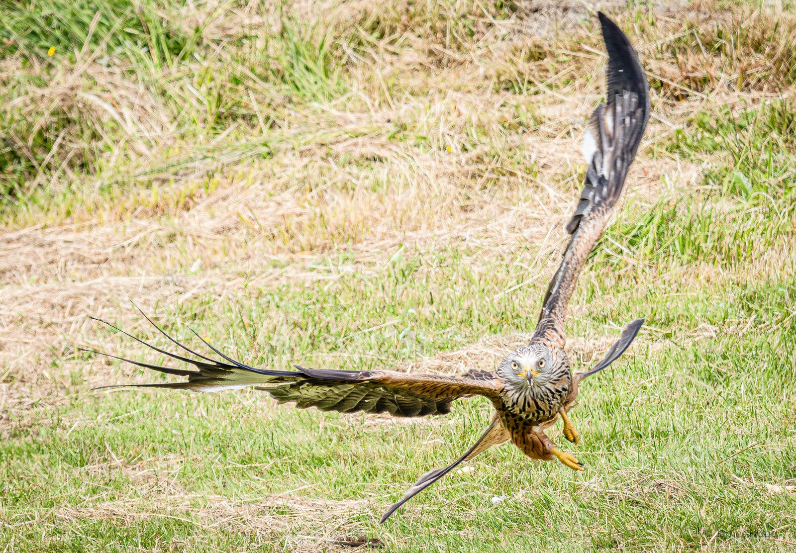 image of Spectacular wildlife action as the Red Kites of the Gigrin Centre in Rhayader swoop for food
