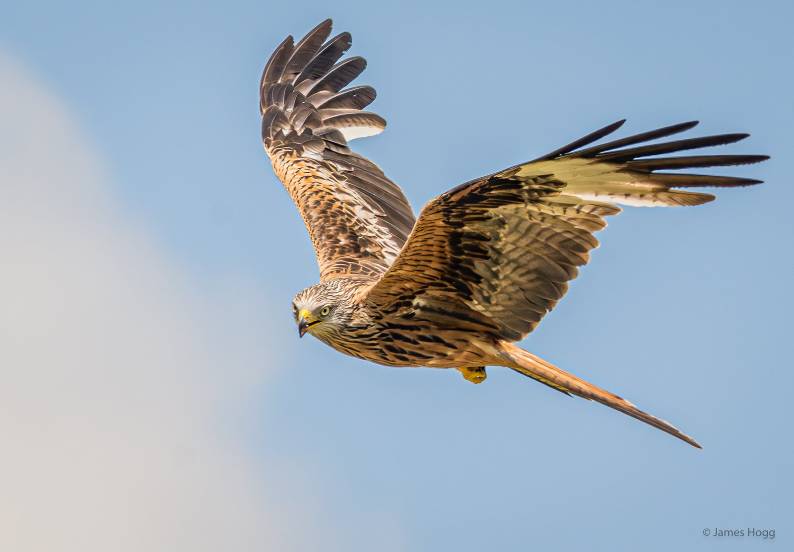 image of Spectacular wildlife action as the Red Kites of the Gigrin Centre in Rhayader swoop for food