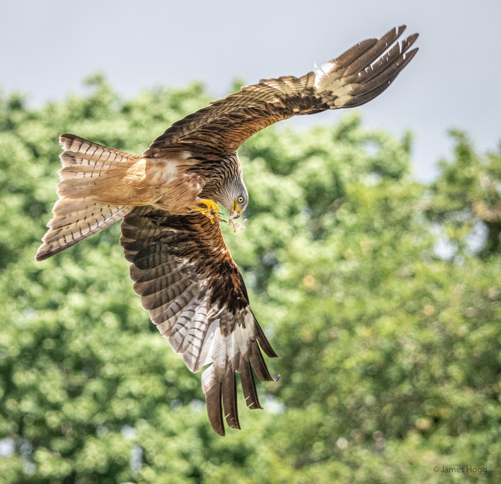 image of Spectacular wildlife action as the Red Kites of the Gigrin Centre in Rhayader swoop for food